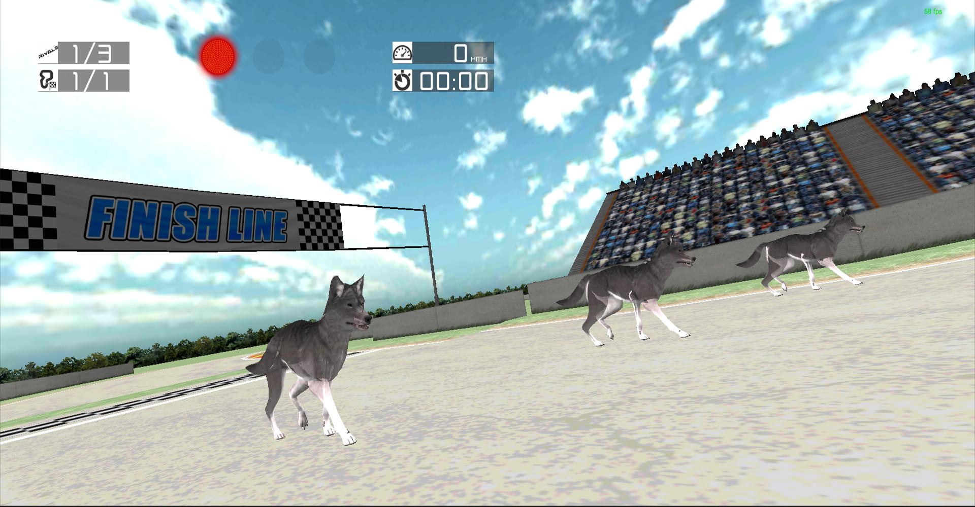 Dog Racing: Siberian Husky