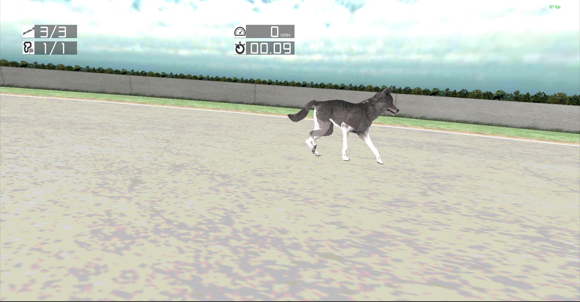 Dog Racing: Siberian Husky