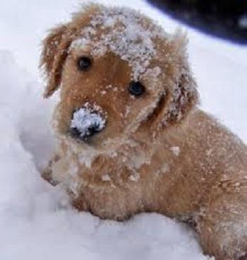 Cute Puppy Pictures