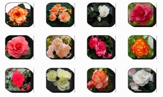 New Begonia Flowers Onet Game