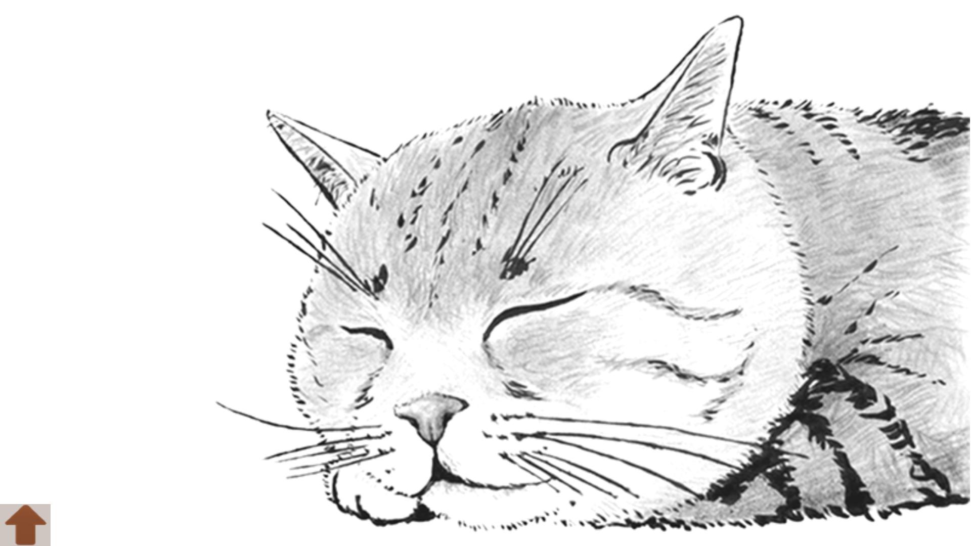 Coloring adult (Cat)