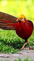 Golden Pheasant Wallpapers