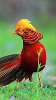 Golden Pheasant Wallpapers