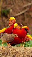 Golden Pheasant Wallpapers