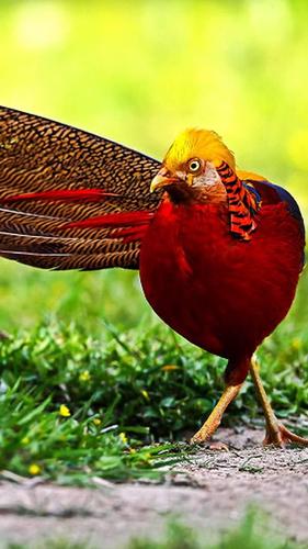 Golden Pheasant Wallpapers