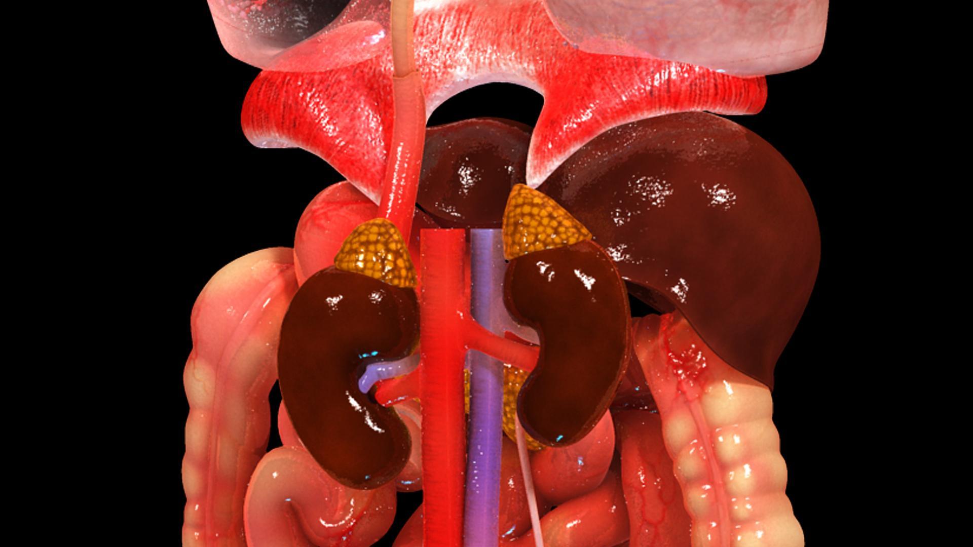 Female Endocrine Glands 3D