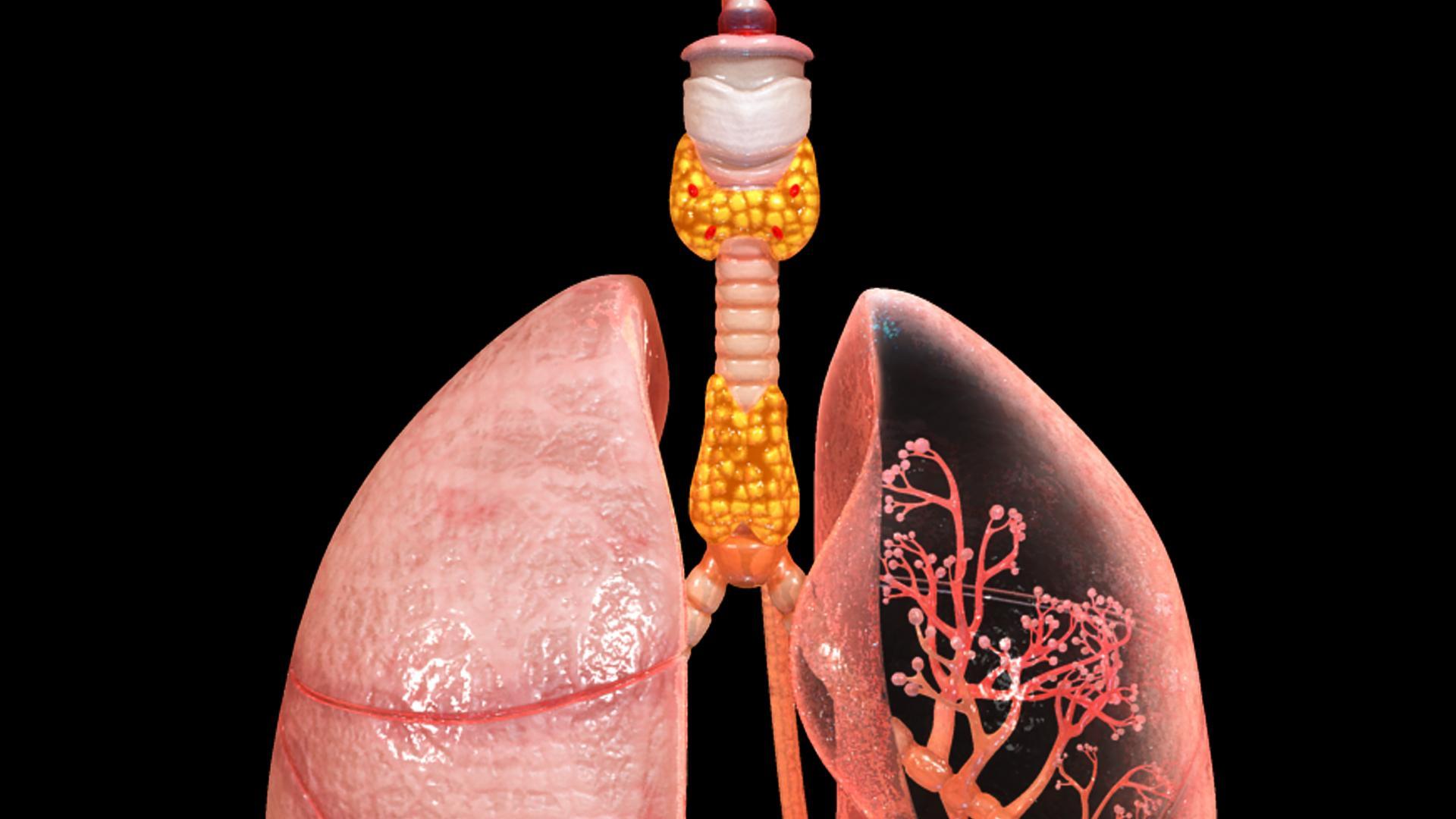 Female Endocrine Glands 3D