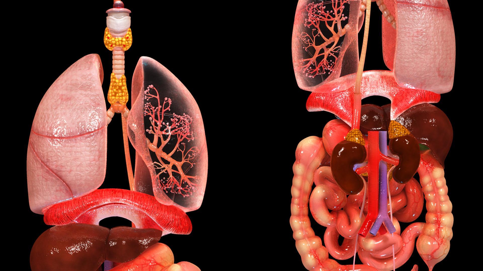 Female Endocrine Glands 3D