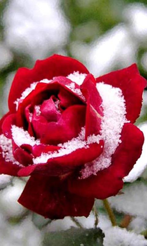 Roses 3d Wallpapers