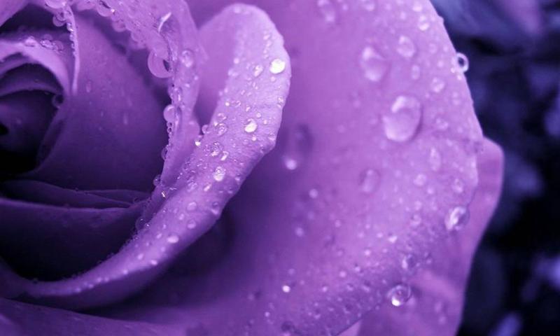 Roses 3d Wallpapers