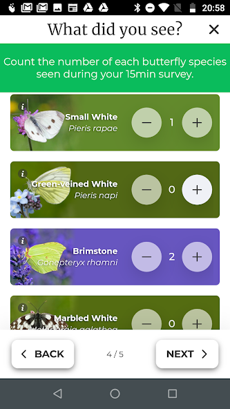 Big Butterfly Count