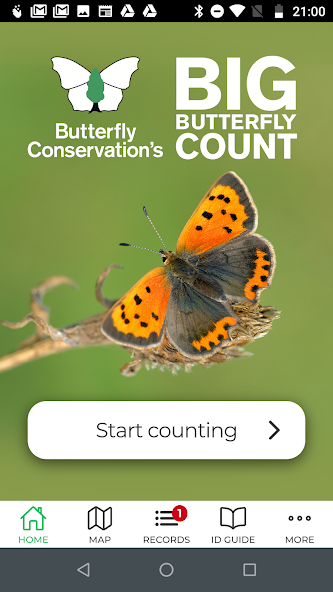 Big Butterfly Count
