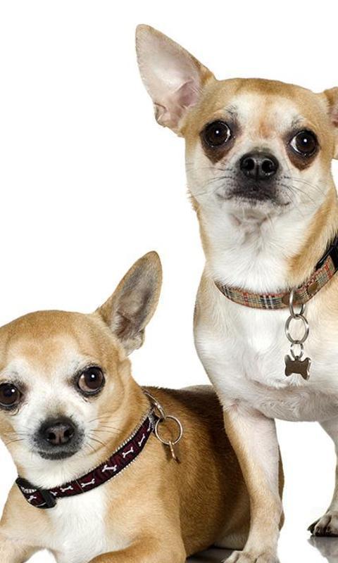 Chihuahuas Dog Jigsaw Puzzle