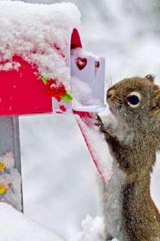 Squirrel Puzzle